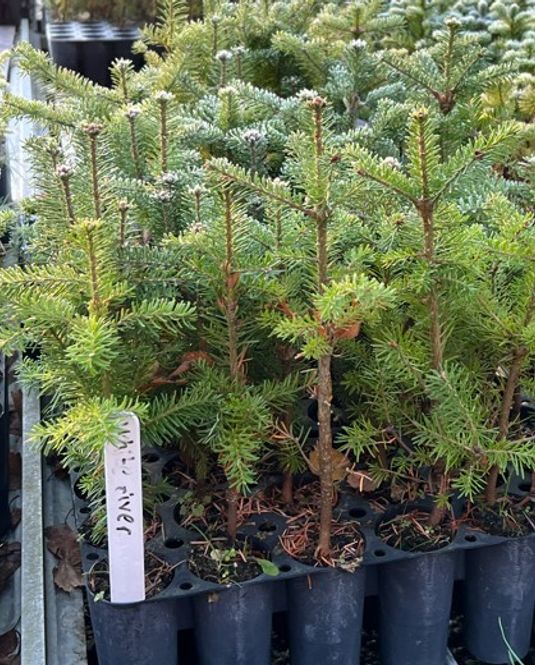 Hovedbilde Fjelledelgran Kaupanger 2/0 b150