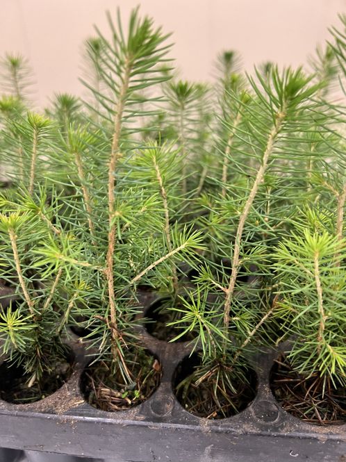 Hovedbilde Gran P1 1/0 m95