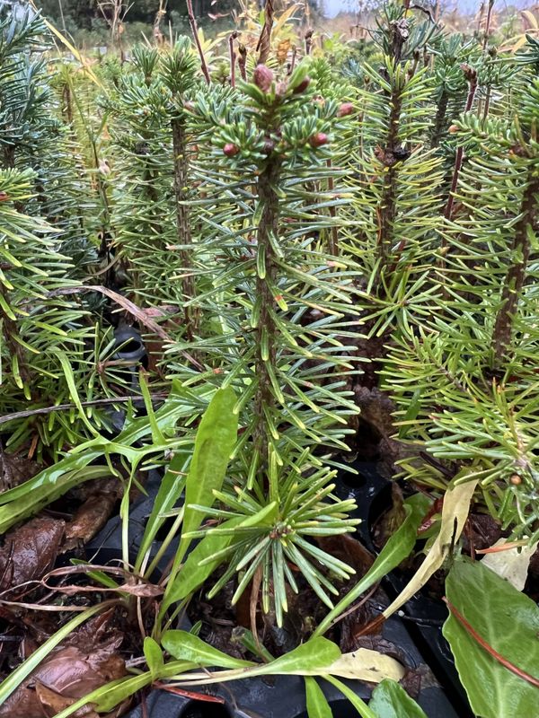 Edelgran Røldal 2/0 b150